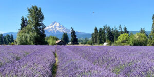 Oregon